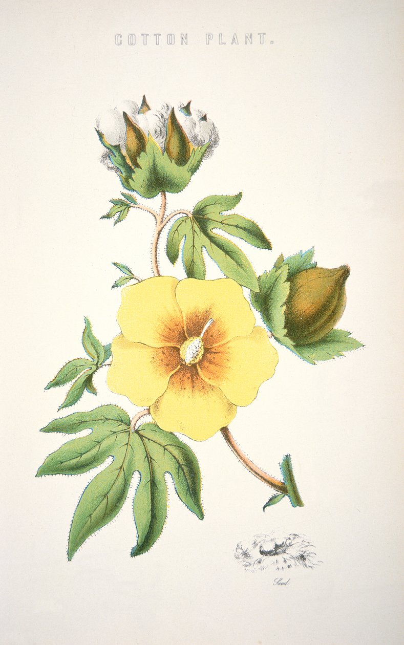 A cotton plant by School American