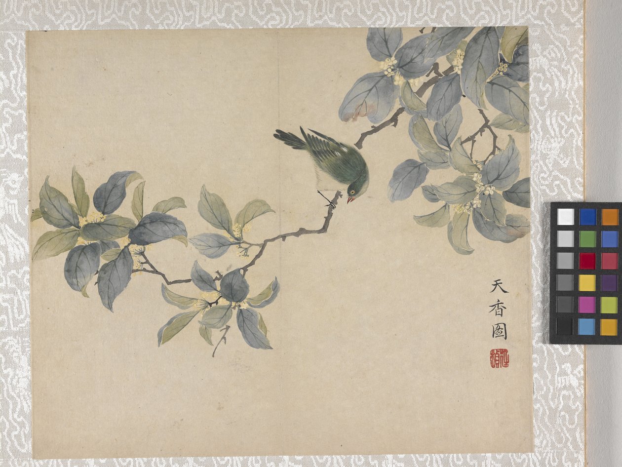 8 Leaf Album Of Flowers, mid 1700s by School Chinese