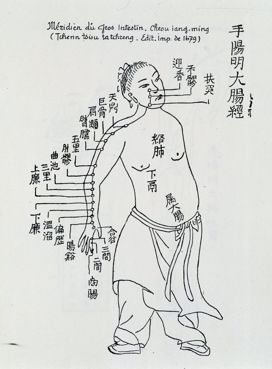 Chinese acupuncture: the large intestine by School Chinese