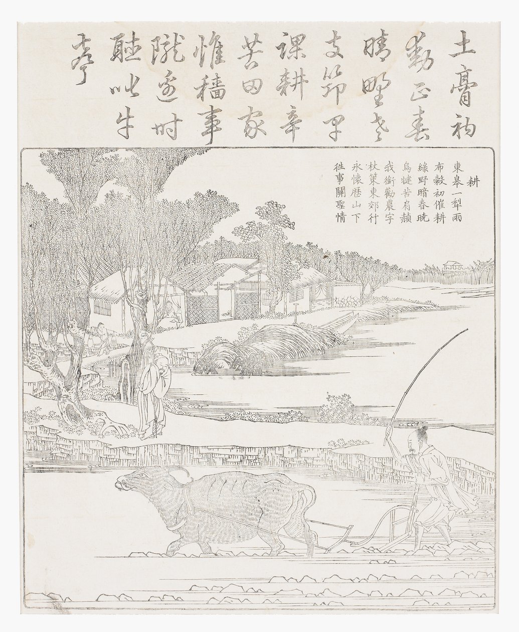 Plowing with a Water Buffalo in Muddy Rice Paddy by School Chinese