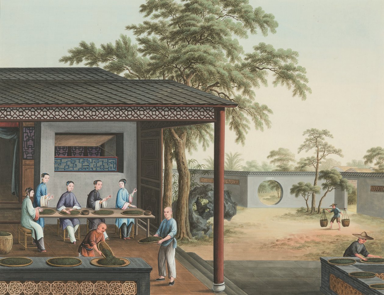 Tea production, c. 1820 by School Chinese