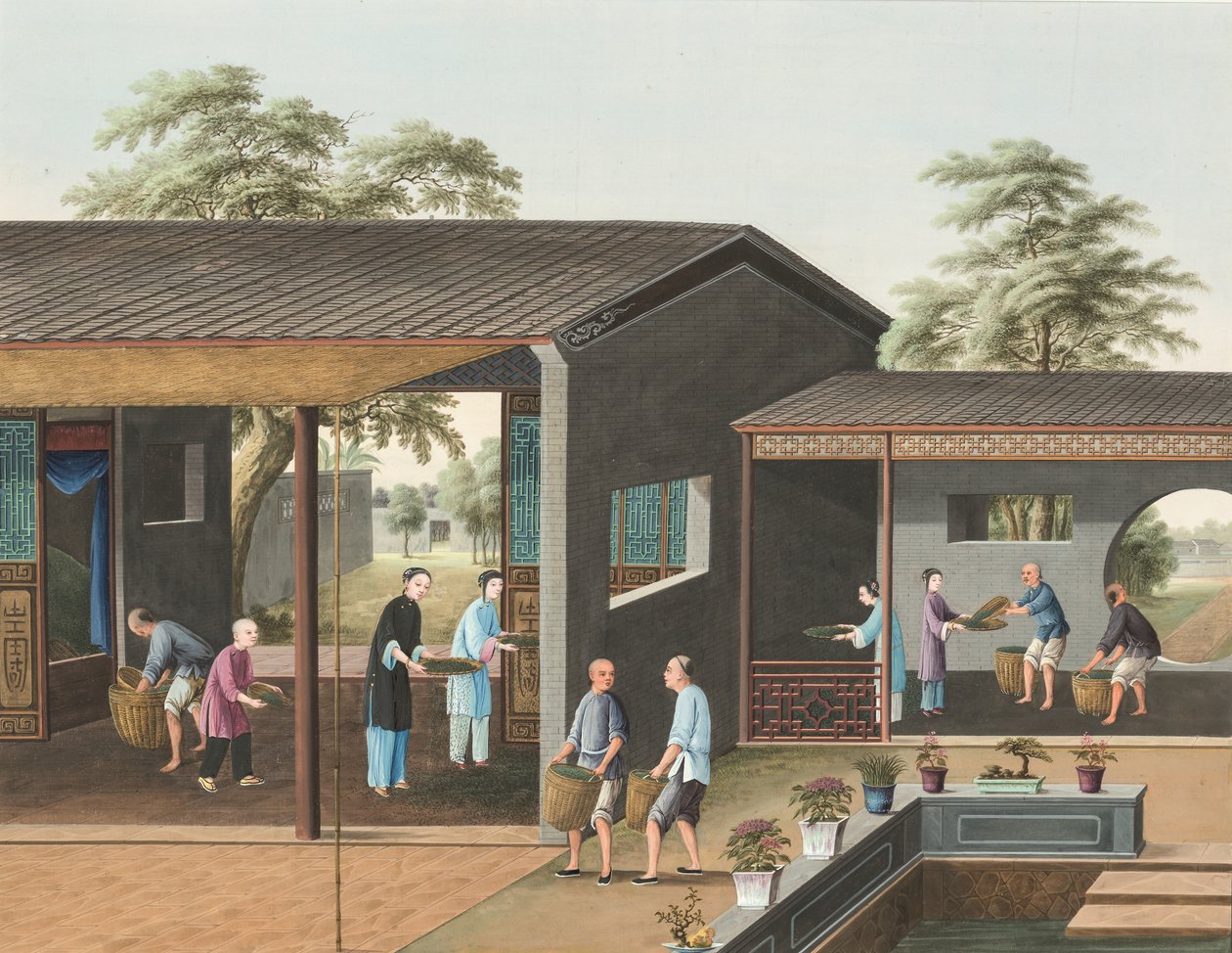 Tea Production, c. 1820 by School Chinese