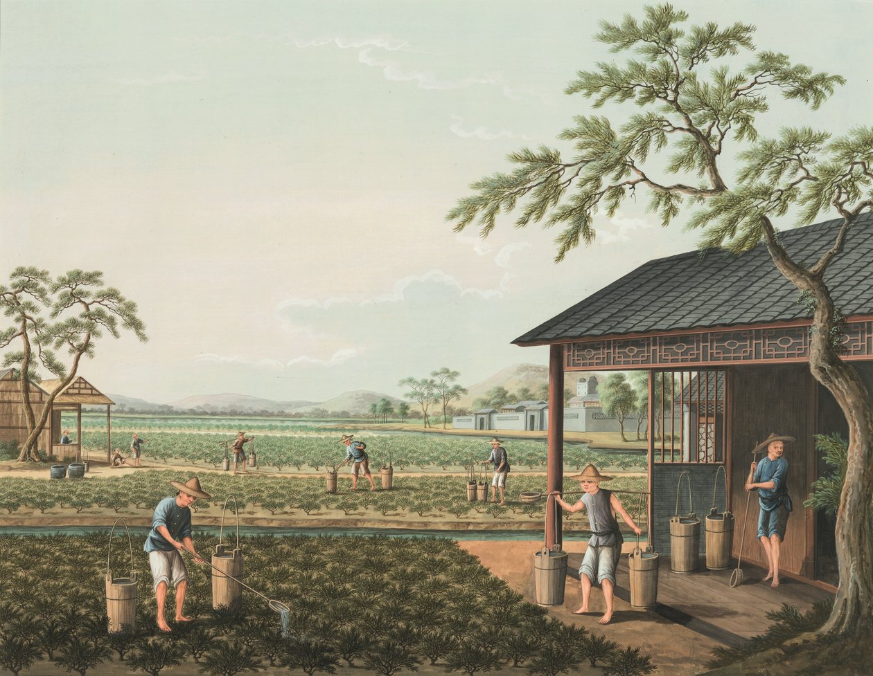 Tea production, c. 1820 by School Chinese