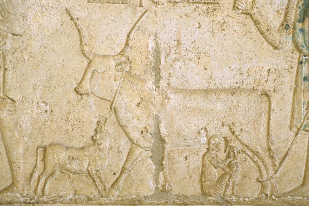 Ancient Egypt, Wall Carving, Petosiris Tomb, Tuna el Gebel, 300 BC, Milking a Cow by School Egyptian
