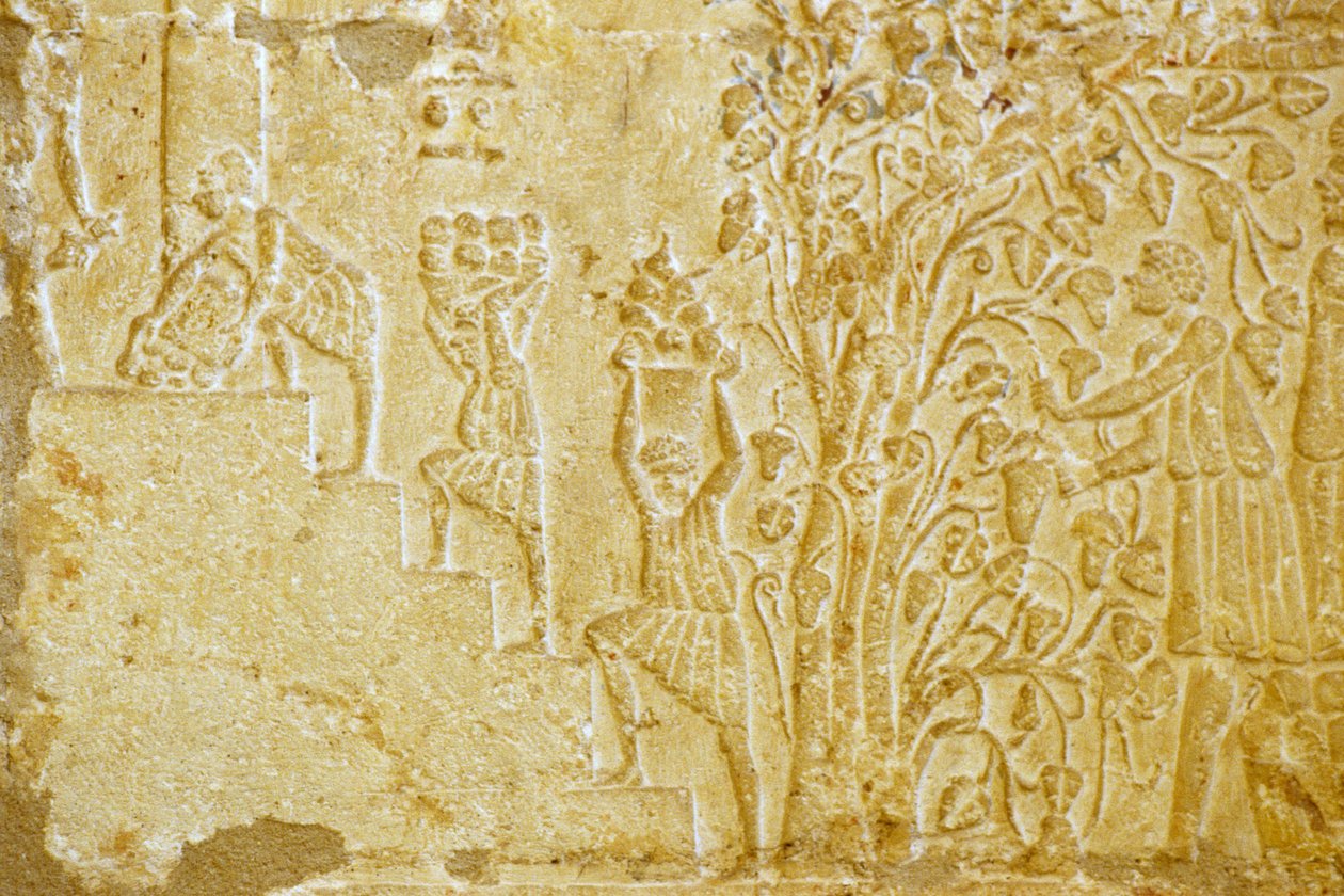 Ancient Egypt, Wall Carving, Tomb of Petosiris, Tuna el Gebel, 300 BC, Carrying Grapes to the Wine Press by School Egyptian