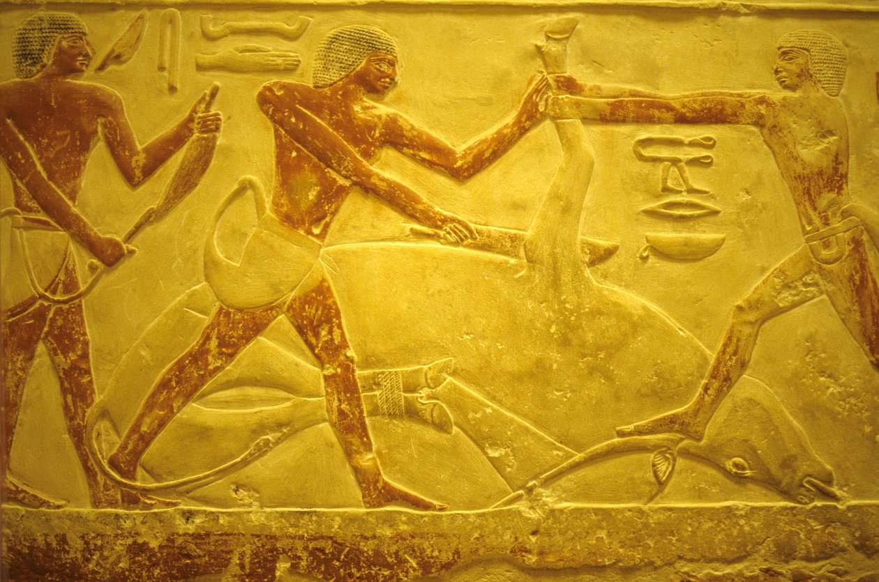Ancient Egypt, Wall carving/painting, Mastaba/Tomb of Idout, Saqqara, 2323-2150 BC, Bull slaughtered for sacrifice by School Egyptian