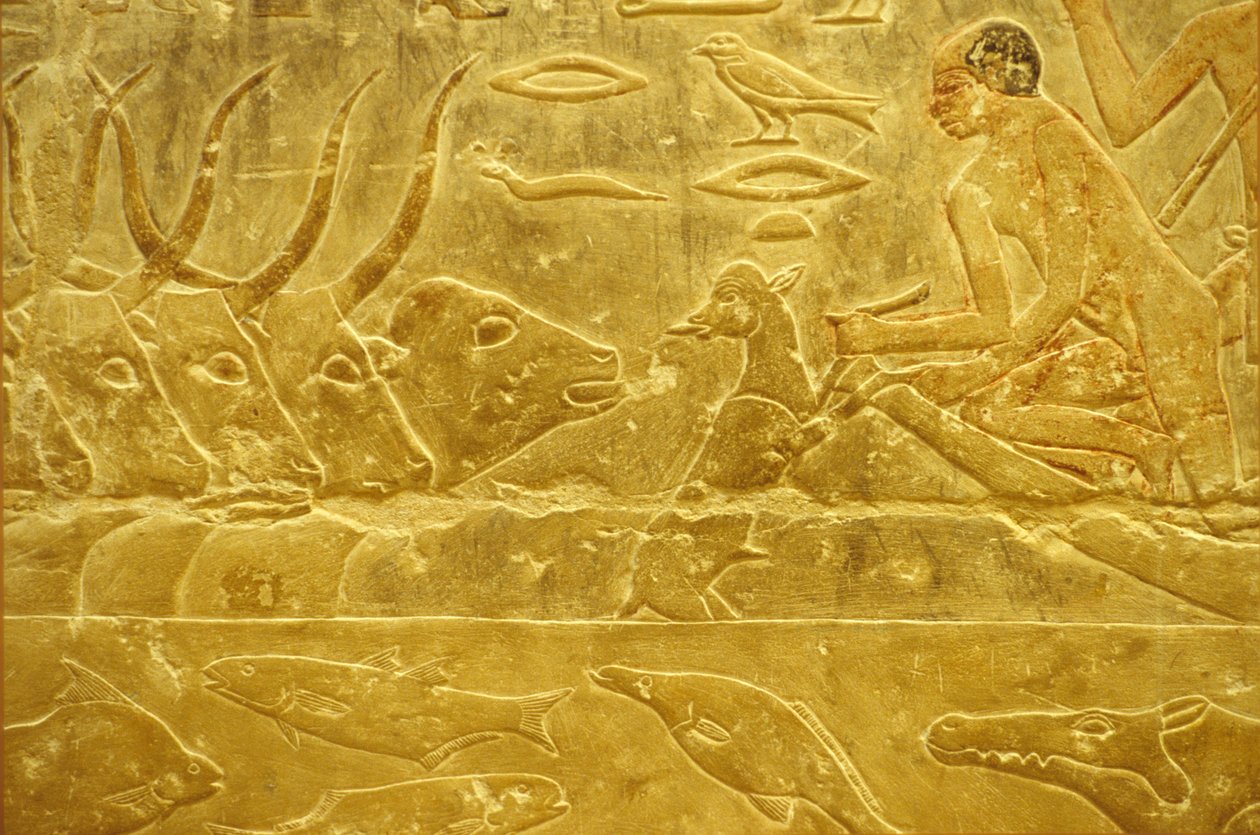 Ancient Egypt, Wall Carving/Painting, Mastaba/Tomb of Idout, Saqqara, 6th Dynasty, Cattle Fording a River, Man Helping a Calf Across a River, Mother Watching by School Egyptian