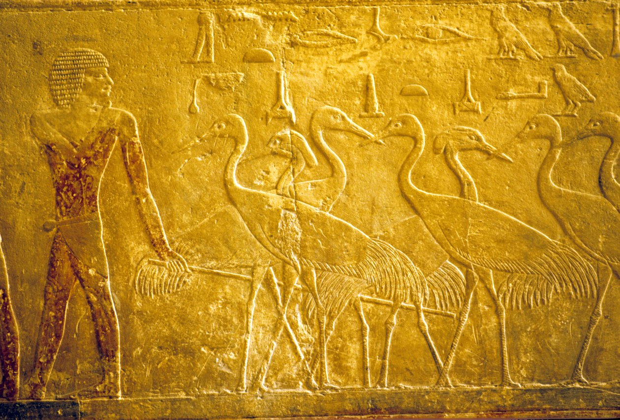 Wall Carving, Mastaba of Ti, Saqqara, 5th Dynasty, A Farmer Leading Tame Cranes by School Egyptian