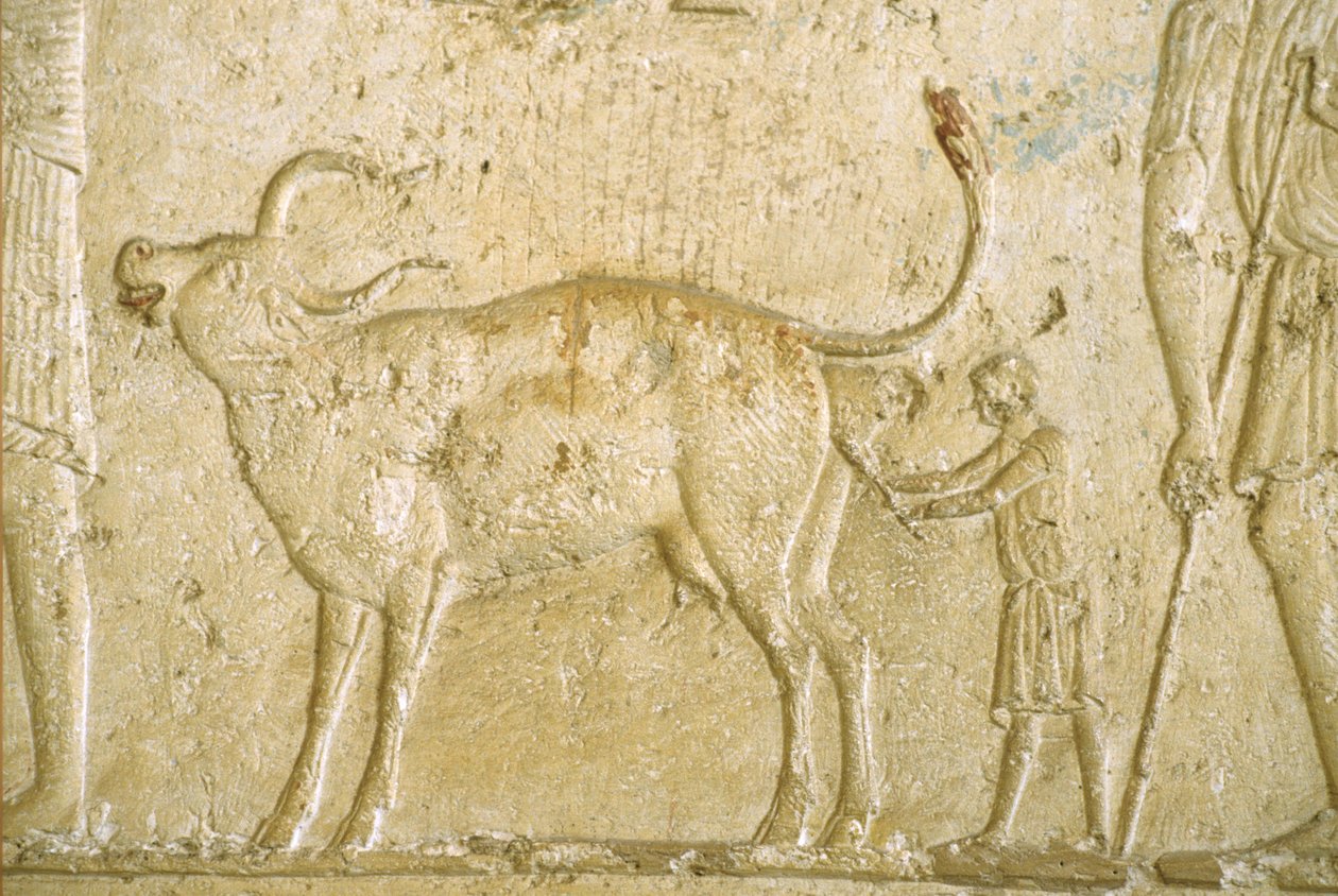 Ancient Egypt, Wall carving/painting, Petosiris Tomb, Tuna el-Gebel, 300 BC, Helping a cow give birth by School Egyptian