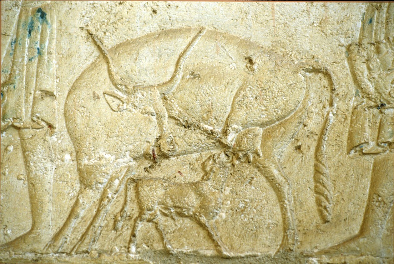 Ancient Egypt, Wall carving/painting, Tomb of Petosiris, Tuna Gabel, Tuna el Gebel, 300 BC, A calf trying to suckle by School Egyptian