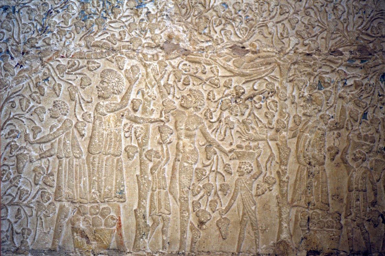 Ancient Egypt, Wall carving, Tomb of Petosiris, Tuna el Gebel, 300 BC, Grape picking for wine making by School Egyptian