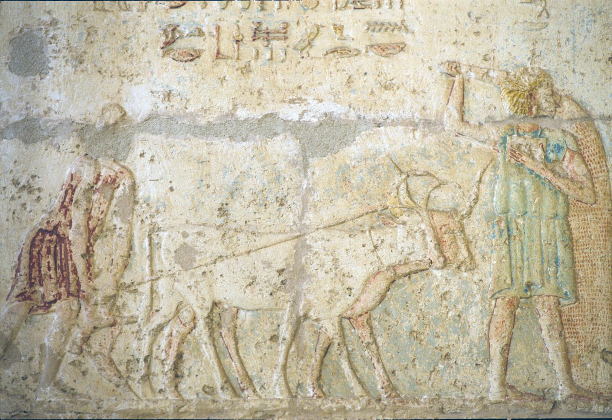 Wall carving/painting, Tomb of Petosiris, Tuna el Gebel, 300 BC, Ploughing and sowing crops by School Egyptian