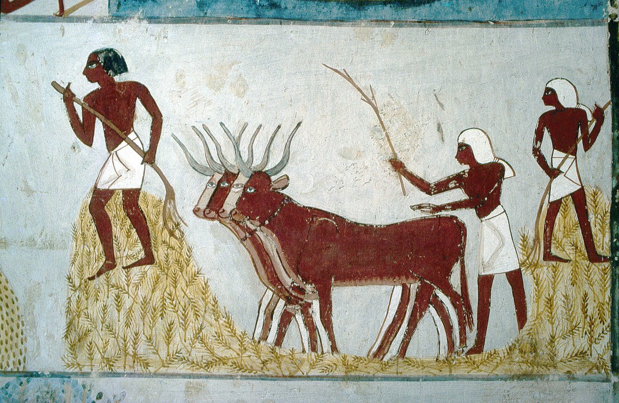 Luxor, Thebes: Tombs of the Nobles: The Tomb of Nakht. Agricultural Scene. Valley of the Nobles by School Egyptian