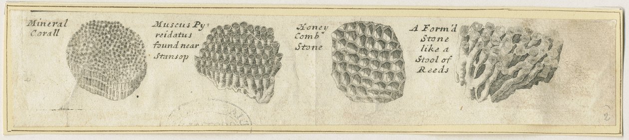 Dovedale - Mineral Coral by School English