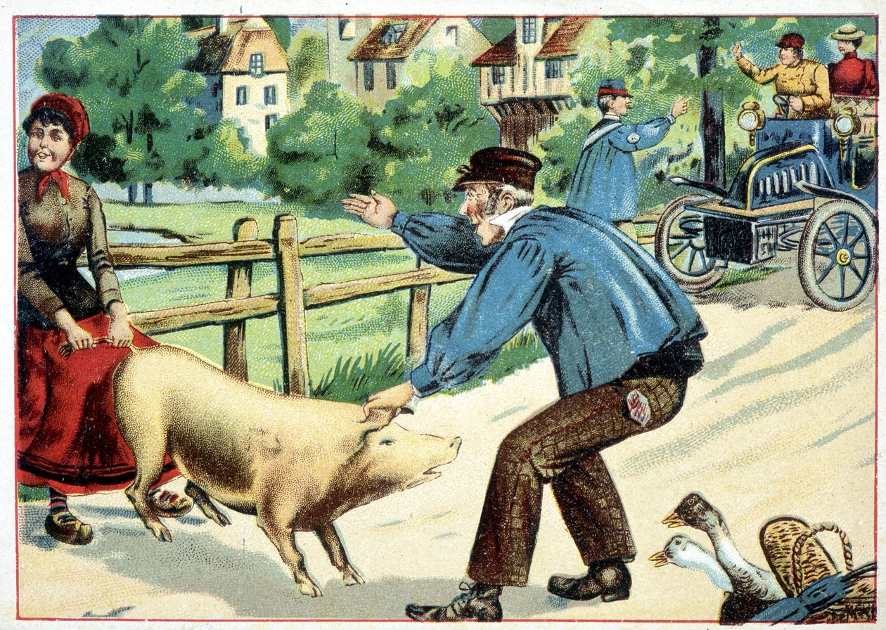 Pig that refuses to move forward and that bars the road to an ...