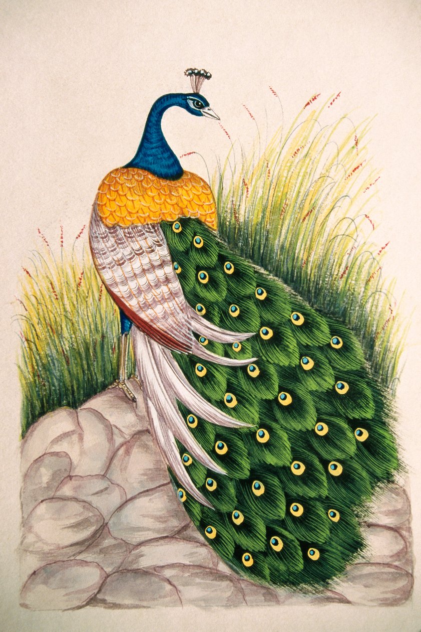 Miniature Painting on Silk Peacock by School Indian