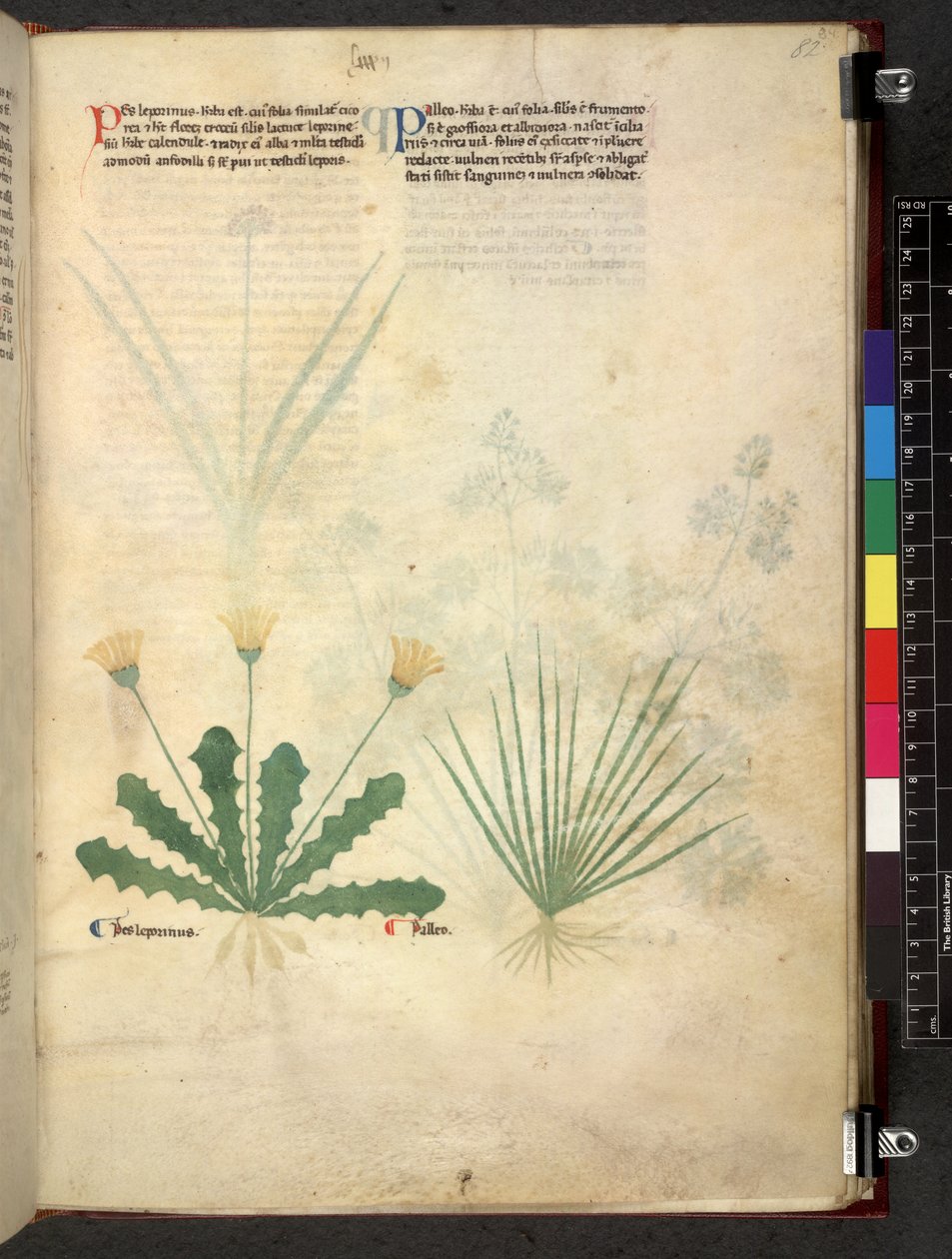 Tractatus de herbis (Herbal) c.1280-1310 by School Italian