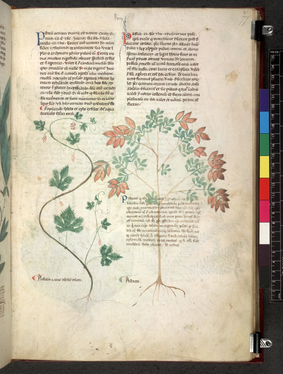 Tractatus de herbis (Herbal) c.1280-1310 by School Italian