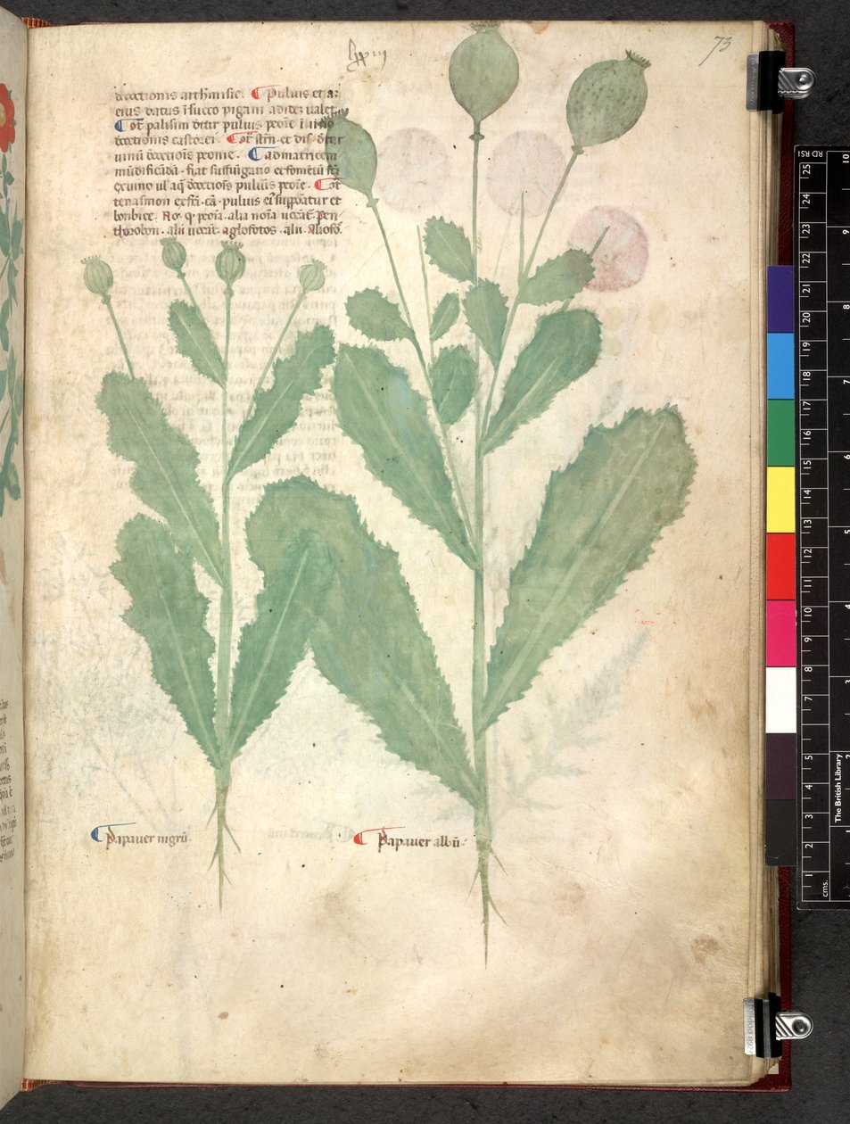 Tractatus de herbis (Herbal) c.1280-1310 by School Italian