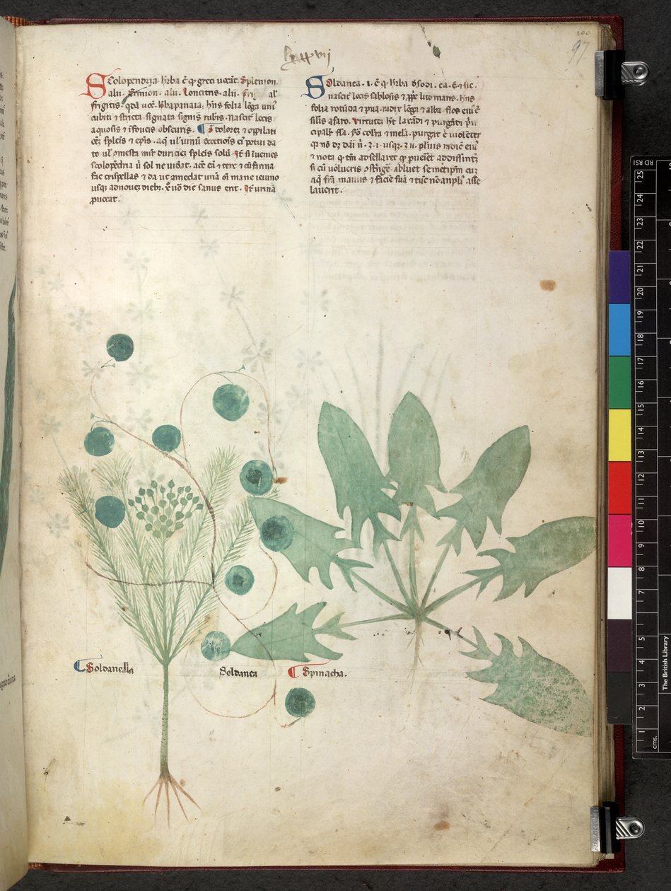 Tractatus de herbis (Herbal) c.1280-1310 by School Italian