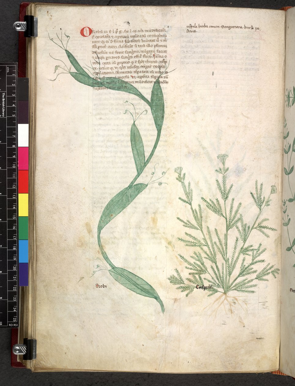 Tractatus de herbis (Herbal) c.1280-1310 by School Italian