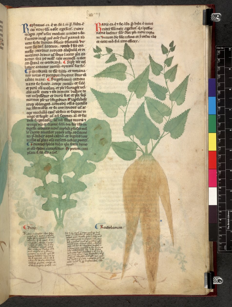Tractatus de herbis (Herbal) c.1280-1310 by School Italian