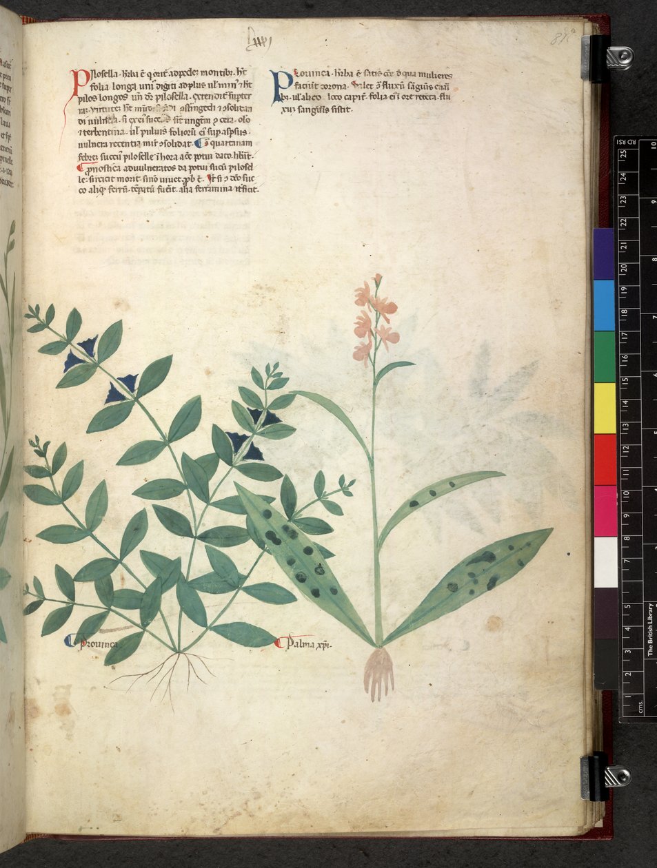 Tractatus de herbis (Herbal) c.1280-1310 by School Italian