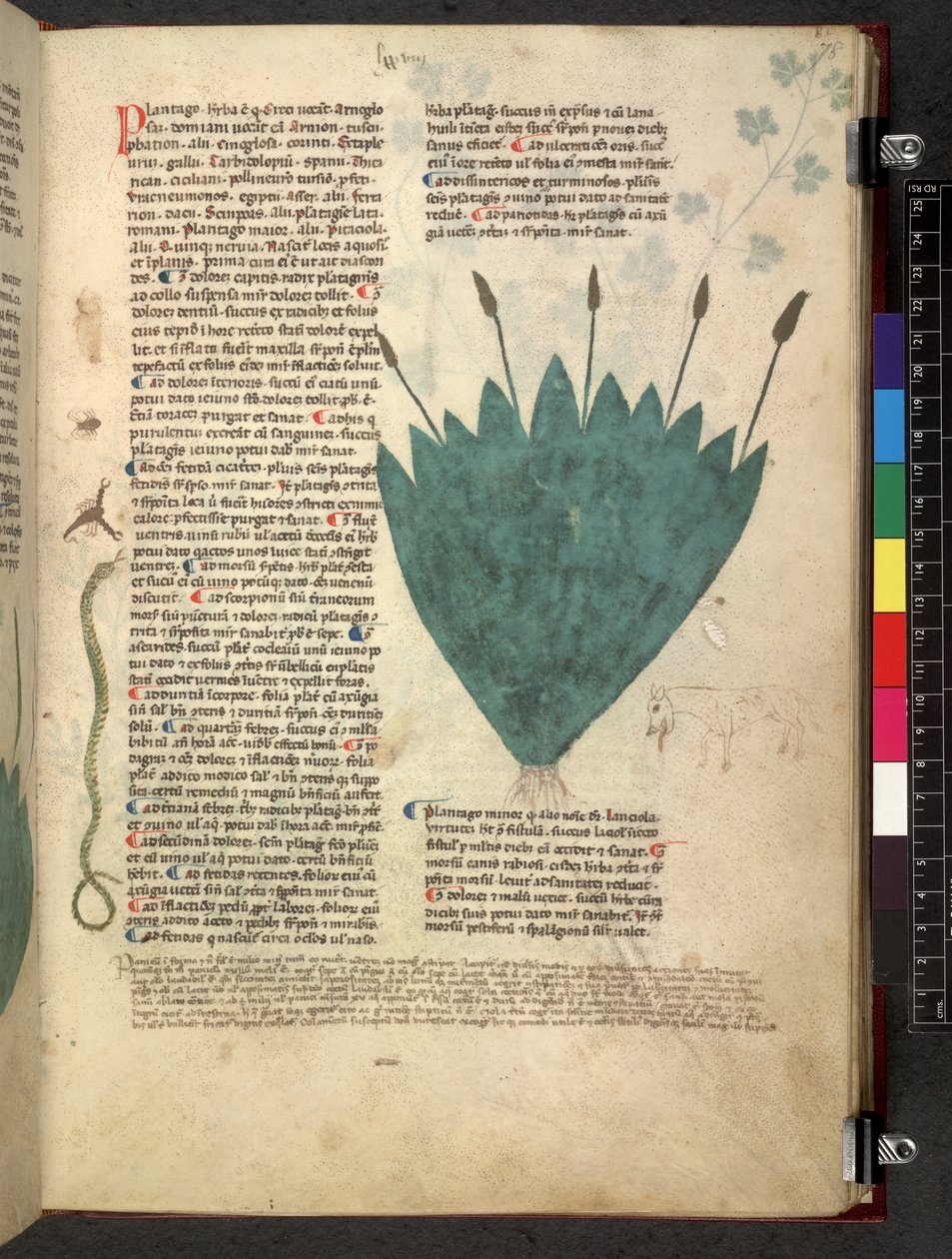 Tractatus de herbis (Herbal) c.1280-1310 by School Italian
