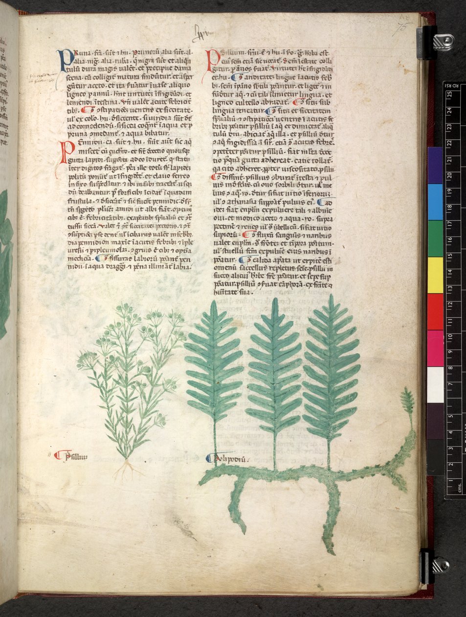 Tractatus de herbis (Herbal) c.1280-1310 by School Italian