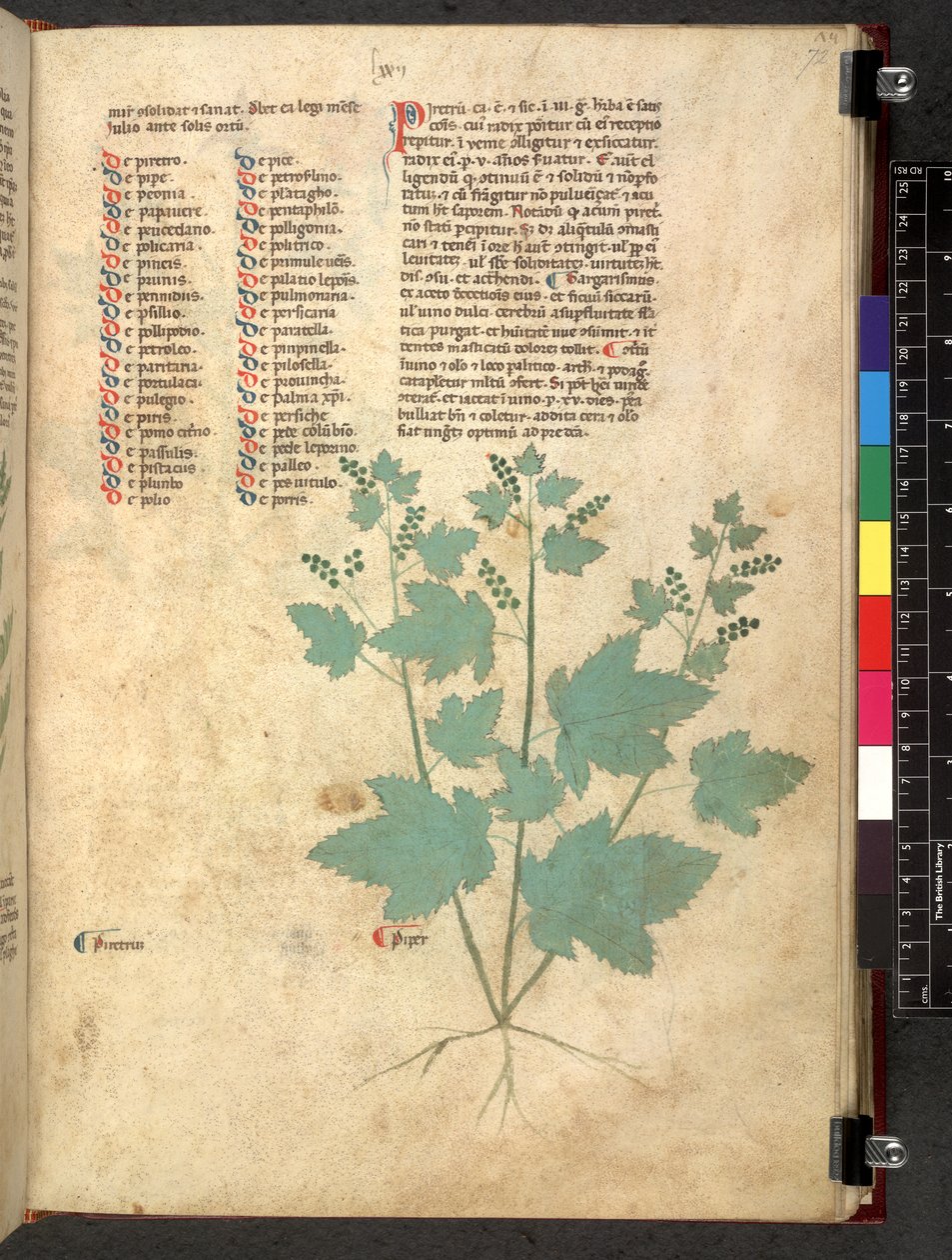 Tractatus de herbis (Herbal) c.1280-1310 by School Italian