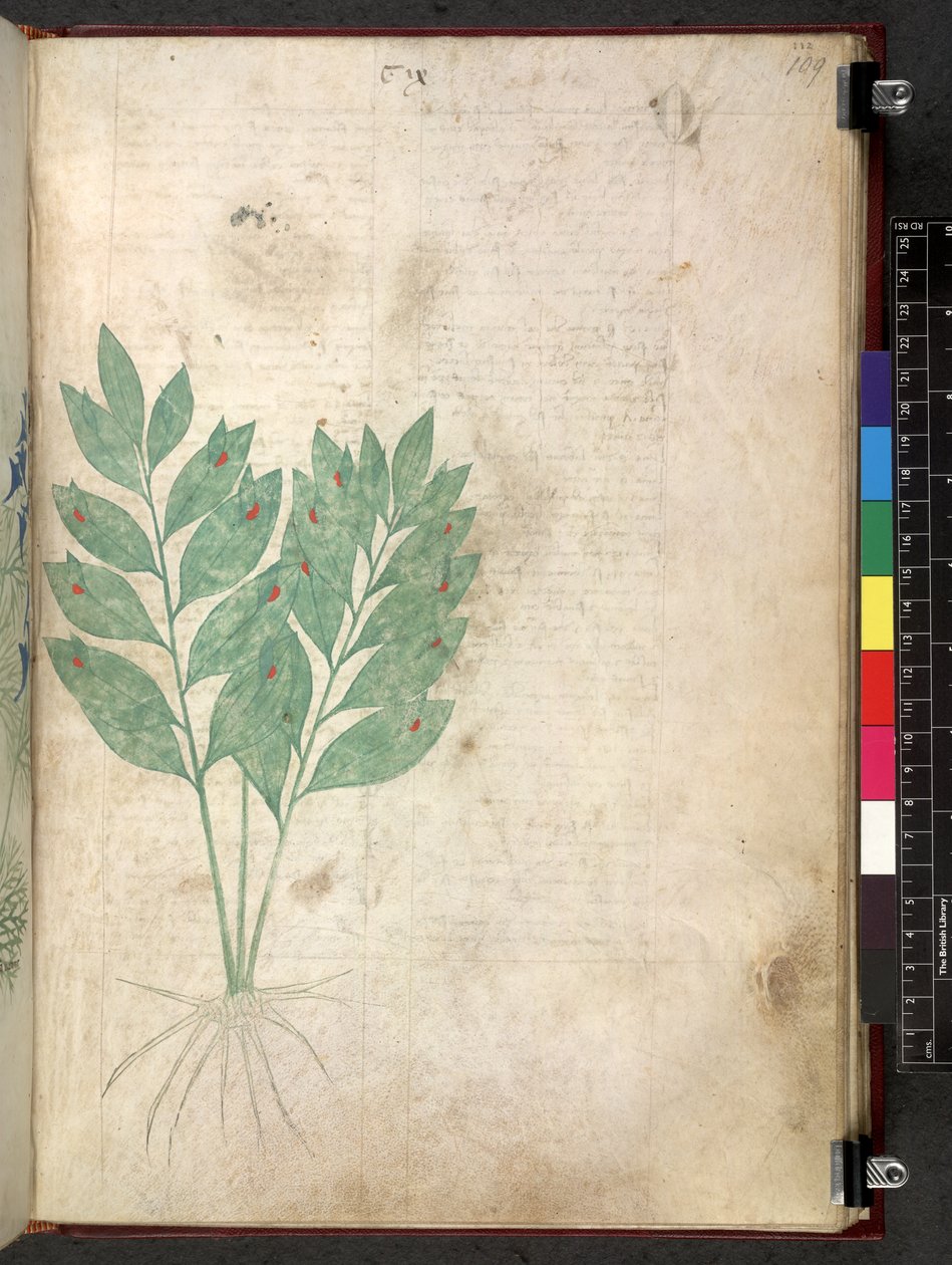 Tractatus de herbis (Herbal) c.1280-1310 by School Italian