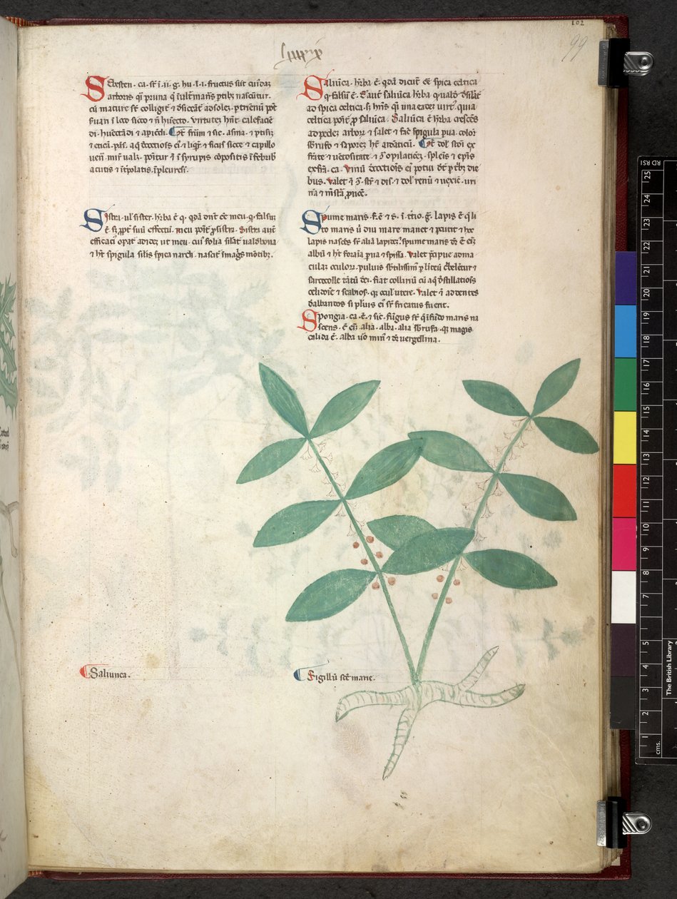 Tractatus de herbis (Herbal) c.1280-1310 by School Italian