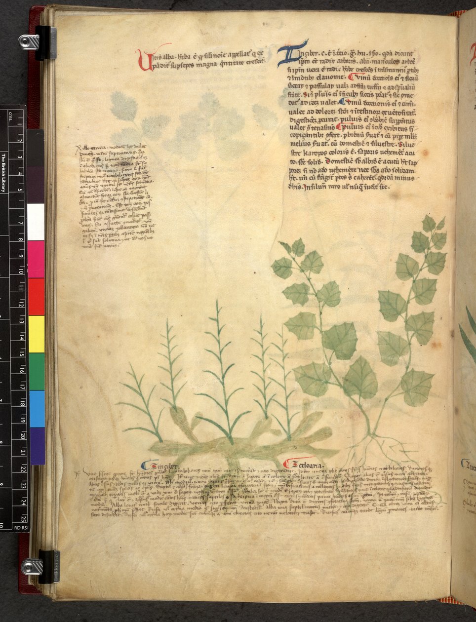 Tractatus de herbis (Herbal) c.1280-1310 by School Italian