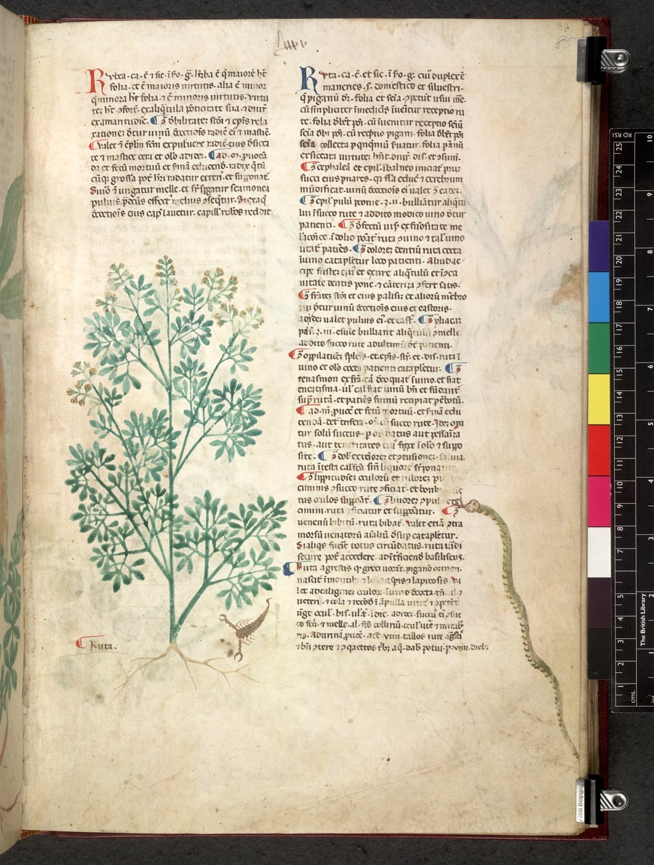 Tractatus de herbis (Herbal) by School Italian