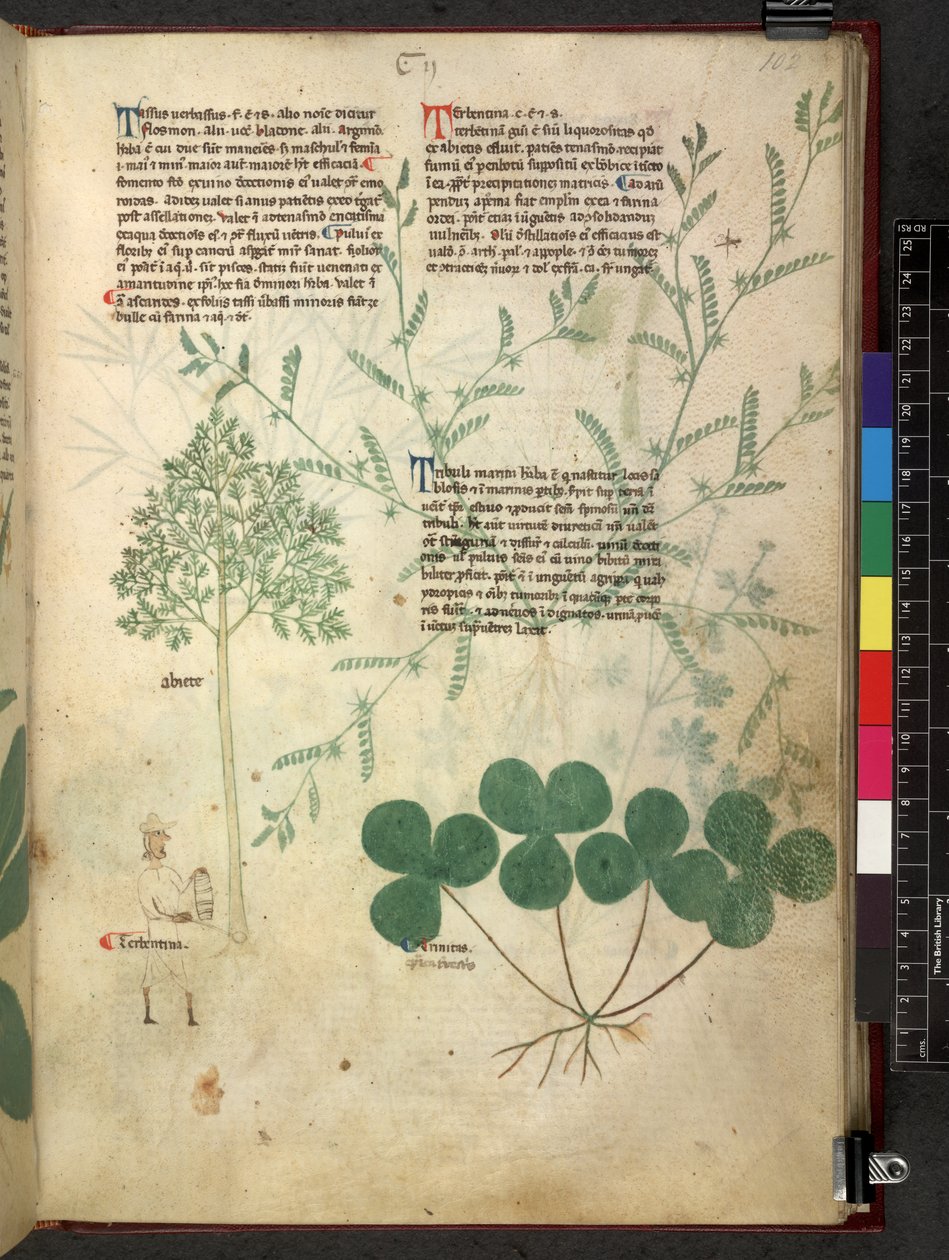 Tractatus de herbis (Herbal) by School Italian