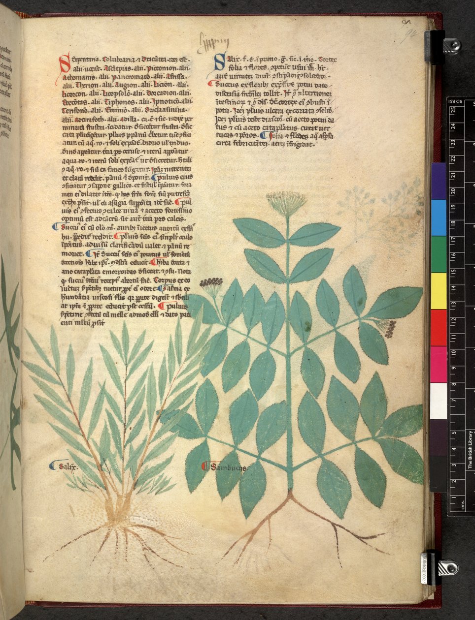 Tractatus de herbis (Herbal) by School Italian