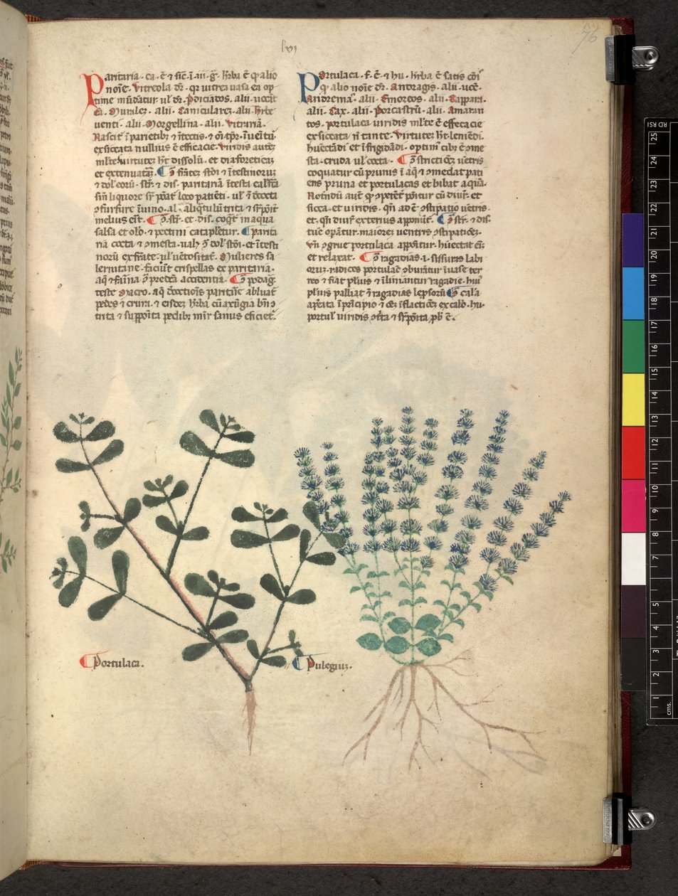 Tractatus de herbis (Herbal) by School Italian