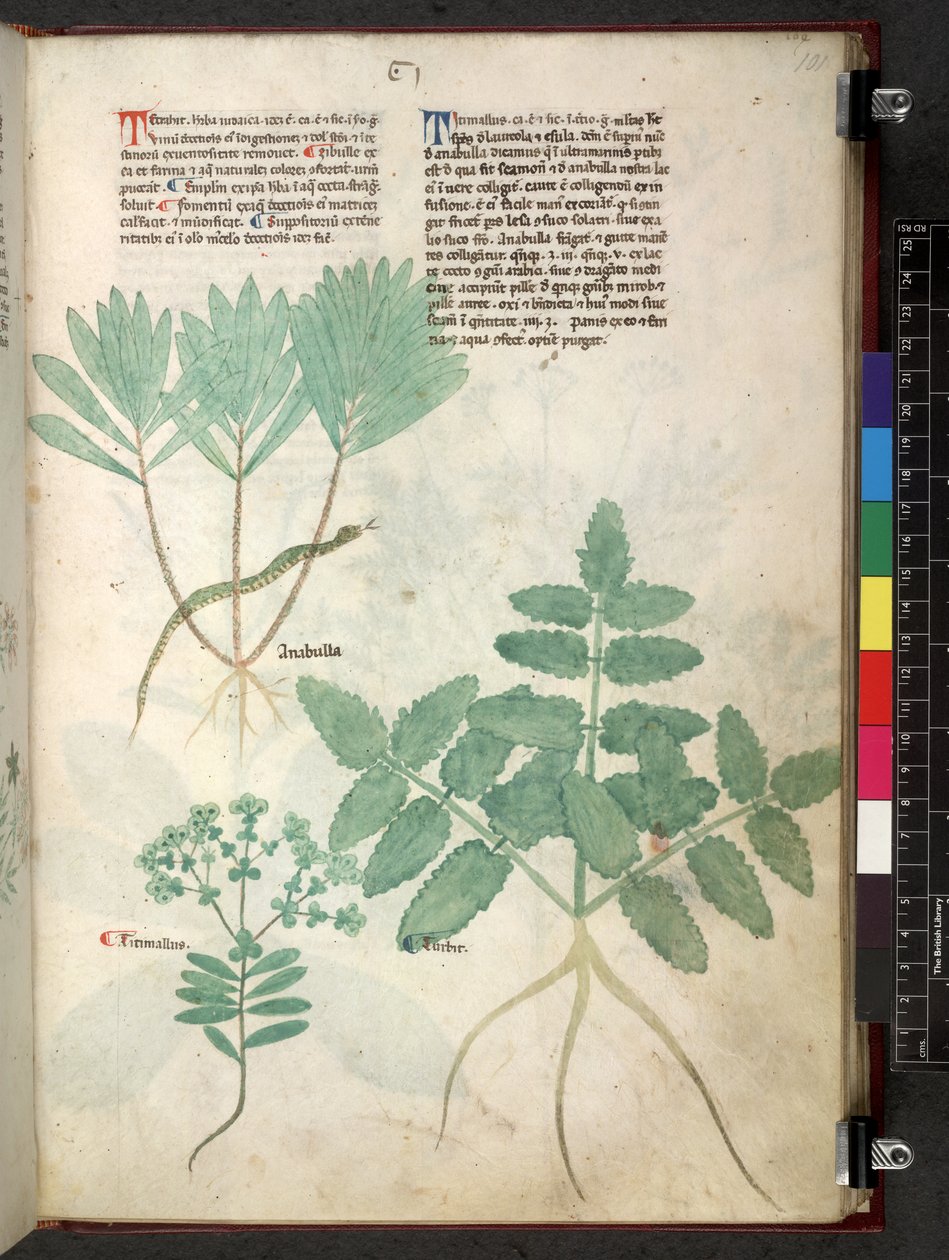 Tractatus de herbis (Herbal) by School Italian