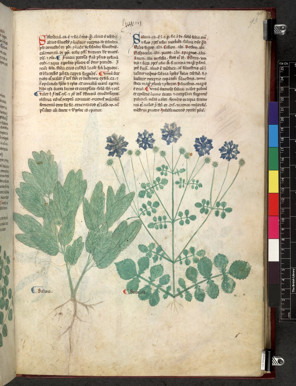 Tractatus de herbis (Herbal) by School Italian