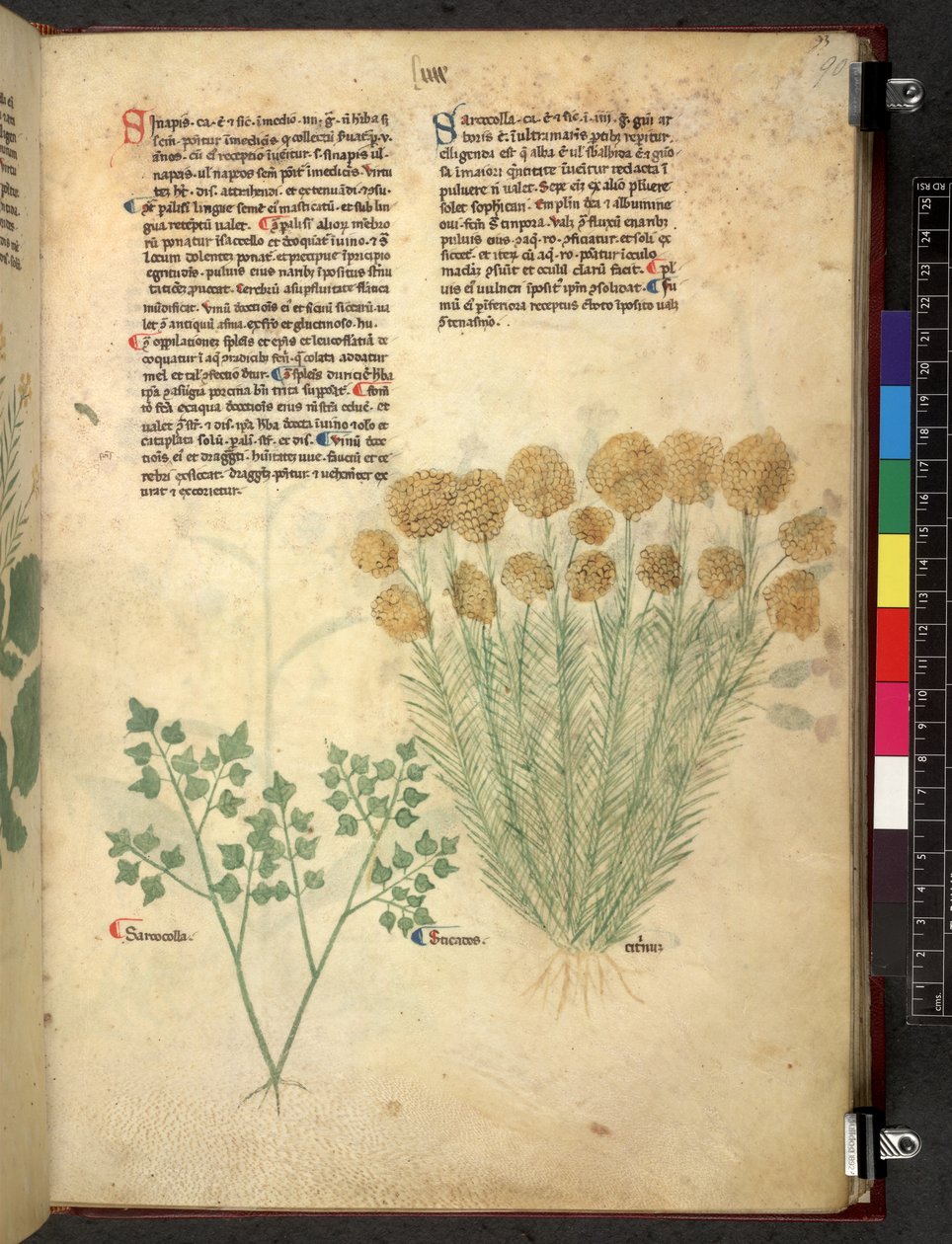 Tractatus de herbis (Herbal) by School Italian