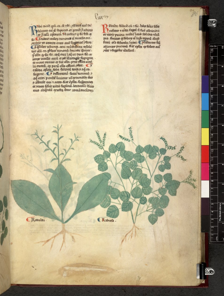 Tractatus de herbis (Herbal) by School Italian