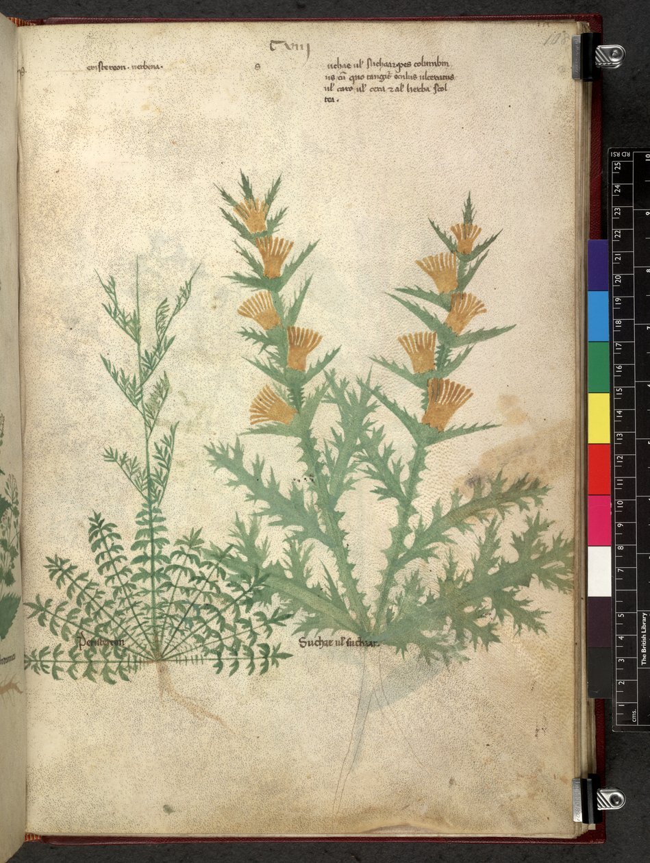 Tractatus de herbis (Herbal) by School Italian