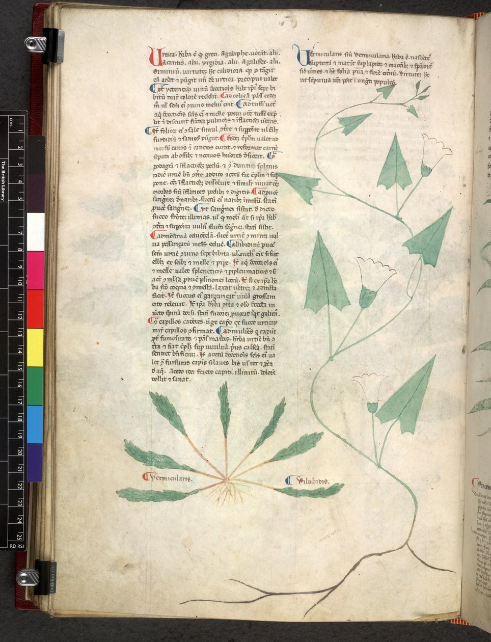 Tractatus de herbis (Herbal) by School Italian