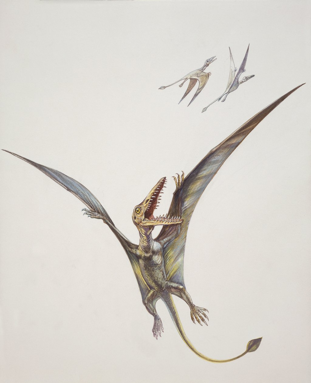 Rhamphorhynchoid, Jurassic period by School Italian