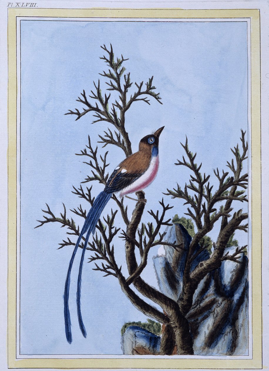 Bird - Japanese Print by Japanese School