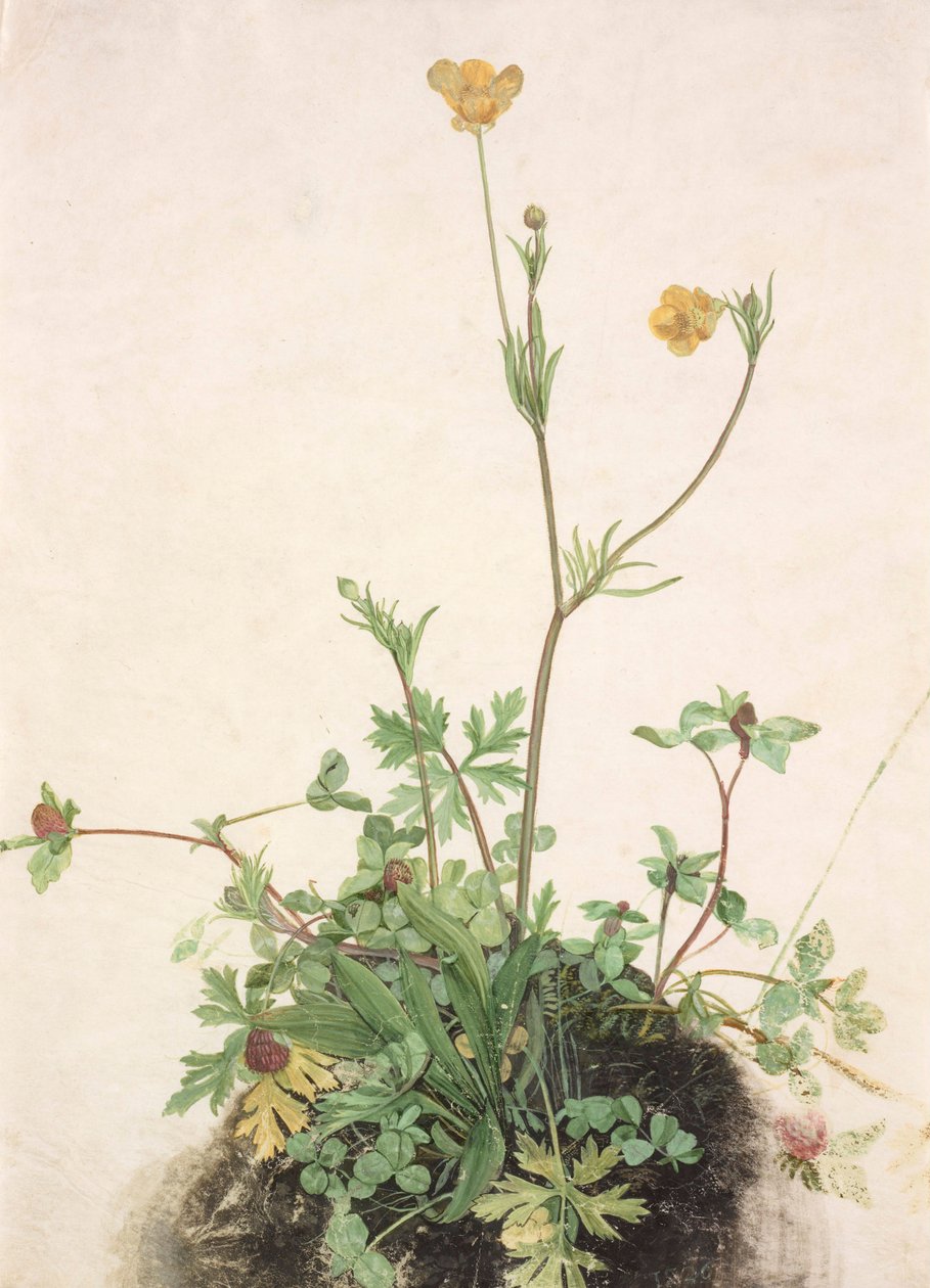 Buttercups, Red Clover, and Plantain by School of Albrecht Dürer