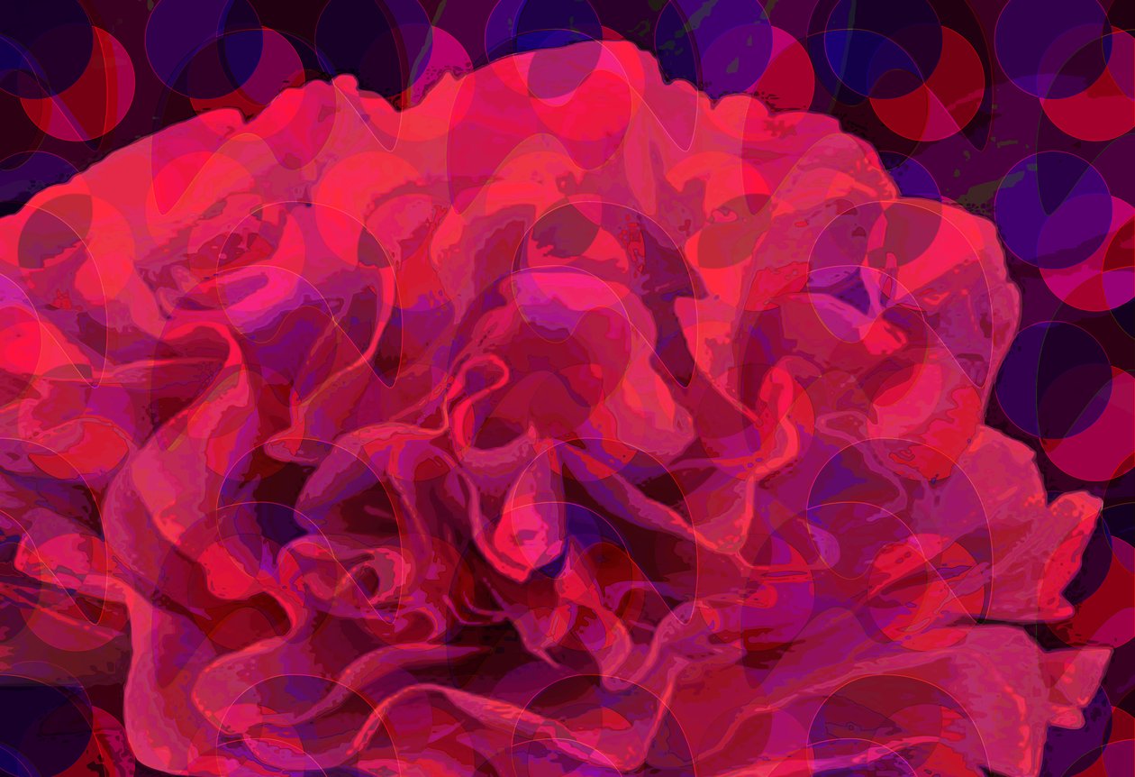 Carnation by Scott J. Davis