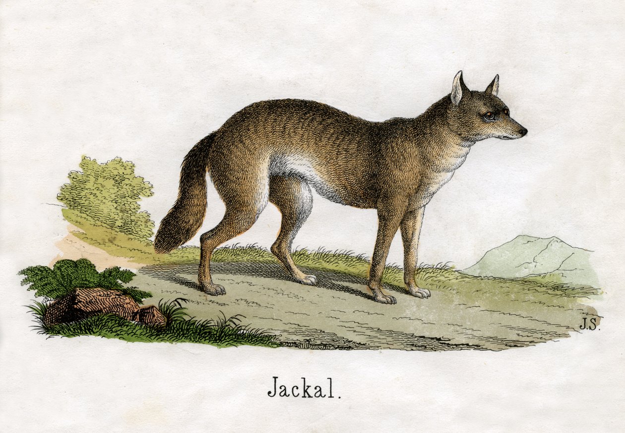 Antique Print of a Jackal by Scottish School