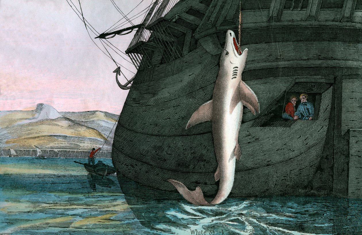 Great White Shark Caught at Sea by Scottish School
