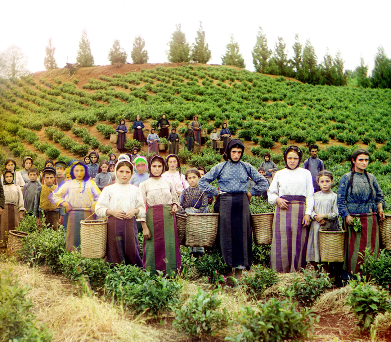 A Group of Young Greek Women and Children Harvesting Tea, Chakva, Russian Empire by Sergey Prokudin Gorsky